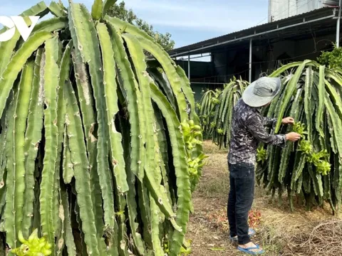Liên kết trong nông nghiệp, nhiều hợp tác xã ở Bà Rịa-Vũng Tàu ăn nên làm ra