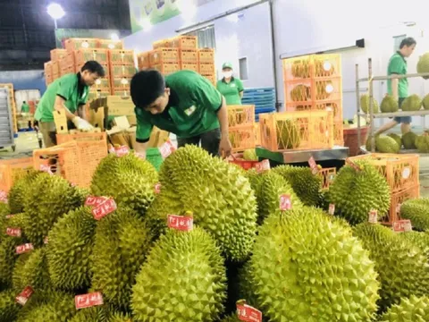 Xuất khẩu rau quả bứt phá: Kỳ vọng tiếp đà tăng trưởng sang năm 2024