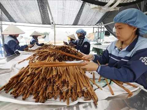 Gỡ khó cho xuất khẩu quế