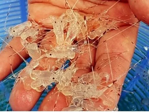 Việt Nam có bước tiến mới trong nghiên cứu sản xuất con giống tôm hùm bông