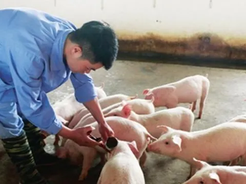 Lý do người chăn nuôi 'né' vắc xin dịch tả lợn châu Phi