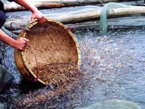 Sản vật tỷ đô giúp Việt Nam trở thành 1 trong 3 ‘ông hoàng’ thống trị toàn cầu: Thu về hàng tỷ USD kể từ đầu năm, được người Mỹ hết lời khen ngợi