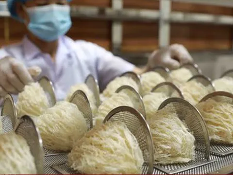 Ngành yến hướng đến xuất khẩu tỷ đô
