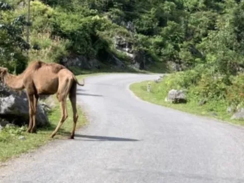 Xác định nguồn gốc lạc đà, chuột túi xuất hiện tại Cao Bằng