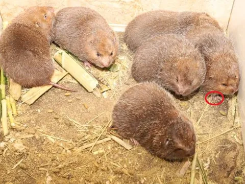 Mê nuôi vật lạ như "chuột cống", chàng trai trẻ phất lên kiếm nửa tỷ đồng mỗi năm