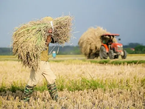 Sẵn sàng triển khai đề án 1 triệu ha lúa chất lượng cao