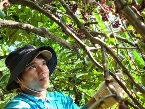 Nông dân phấn khởi thu hoạch cà phê khi được giá