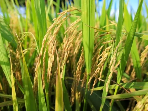 Tự tin về tầm vóc lúa gạo Việt Nam trên thương trường quốc tế