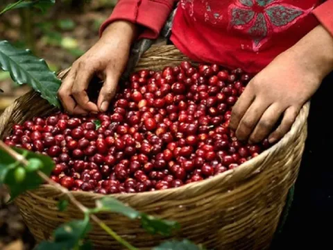 Nguồn cung giảm sâu, xuất khẩu cà phê tăng: Nhanh chóng nắm bắt "khẩu vị" theo thị trường