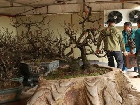 Ảnh: Đào thất thốn “nằm” phòng điều hòa, đợi trổ hoa đúng dịp Tết Giáp Thìn