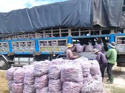 Ký thư mời vận động bán khoai lang: Phó Chủ tịch thị trấn nhận trách nhiệm