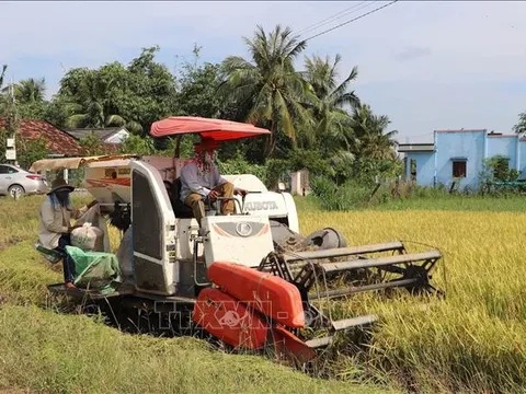 Giá gạo Việt Nam xuất khẩu tăng mức cao nhất trong 3 tháng