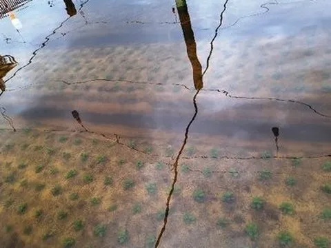 Cách nông dân Quảng Bình "cứu" vụ hoa Tết sau đợt mưa lớn