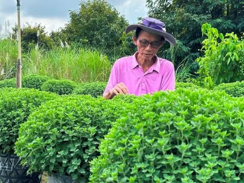 Hoa kiểng đồng bằng sông Cửu Long nhộn nhịp vào vụ Tết