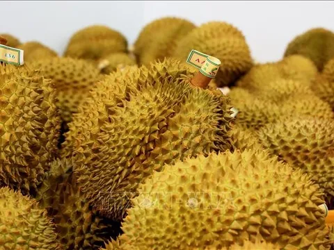 Hậu kiểm là yếu tố then chốt khi xuất khẩu sang Nhật Bản