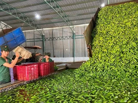 Việt Nam sở hữu loại 'trái cây hạnh phúc' khiến người Trung Quốc mê mẩn: xuất khẩu hơn 200 triệu USD, bầu Đức bán được gần 40 nghìn tấn trong tháng 10