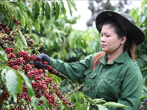 Xuất khẩu cà phê kỳ vọng phá kỷ lục