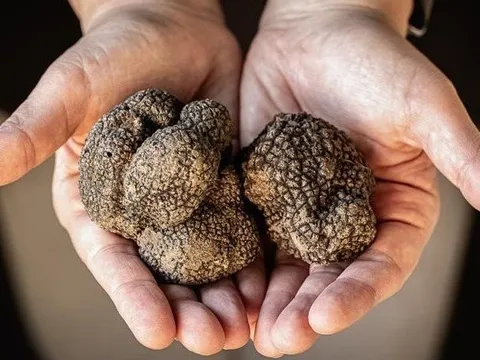 "Cục đá" mệnh danh kim cương đen, được giới đầu bếp săn lùng: Thế giới chỉ có 1 nước chuyên trồng