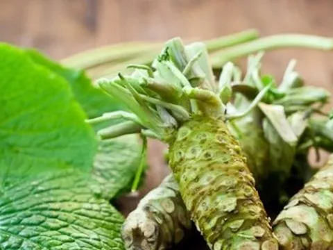 Trồng cây wasabi, nông dân Đà Lạt nhổ củ bán 6 triệu đồng/kg