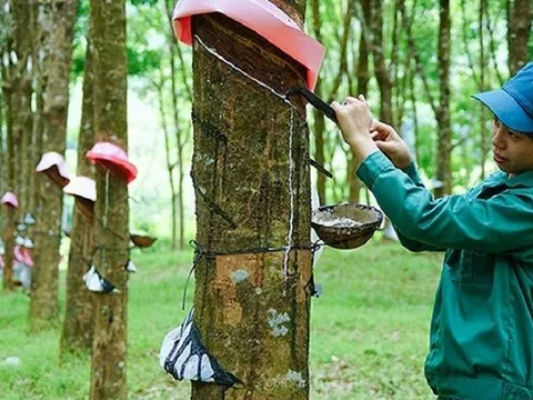 Sau chuỗi đà giảm, giá cao su xuất khẩu tháng 11/2023 chuyển biến nhẹ
