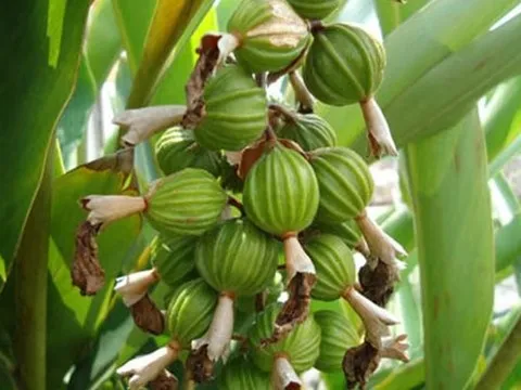 Trung Quốc săn lùng loại gia vị quý hiếm đắt thứ 3 thế giới của Việt Nam: Thu về hàng chục triệu USD kể từ đầu năm, trên 3 năm mới được thu hoạch