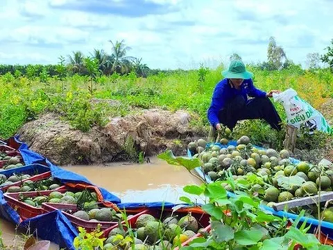 Cam sành rớt giá, nông dân lỗ nặng