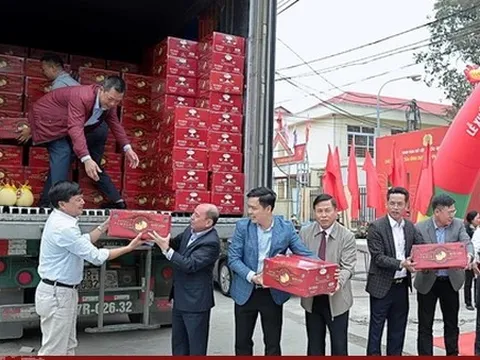 Bưởi Diễn lần đầu xuất khẩu sang Hoa Kỳ