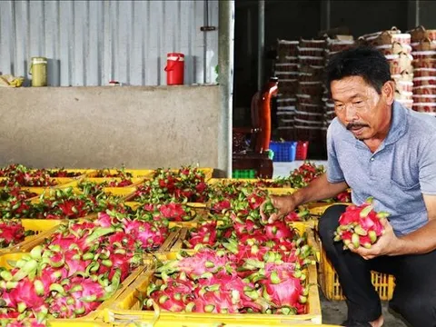 Thanh long cuối mùa giá cao gấp 3 lần cùng kỳ năm trước