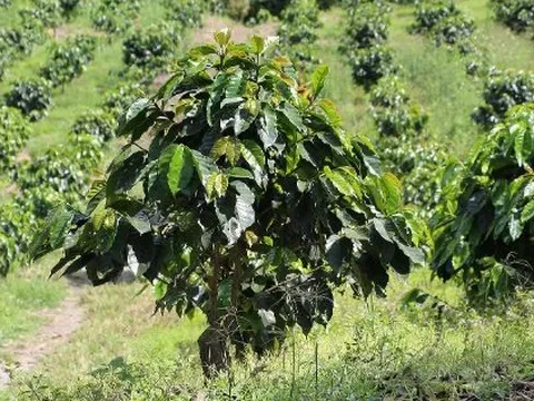 Một mặt hàng Việt Nam có sản lượng gấp 62 lần so với Thái Lan bất ngờ sốt giá: Xứ chùa Vàng săn lùng với giá đắt đỏ chưa từng có, nước ta là ‘trùm’ thứ 2 thế giới