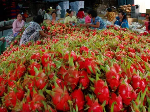 Thanh long cuối mùa giá cao gấp 3 lần: Giải pháp nào phát triển bền vững?