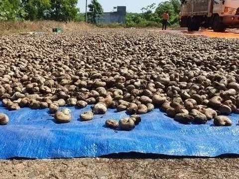Được báo Nhật gọi là 'vua xuất khẩu', Việt Nam vẫn đổ tiền mua mặt hàng này từ châu Phi: nhập khẩu tăng 3 chữ số, sản lượng 10 tháng vượt cả năm 2022