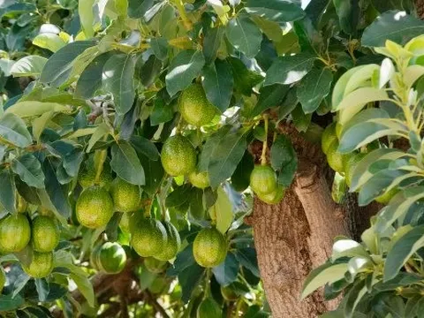 Sau gạo, một loại trái cây cũng đang rơi vào khủng hoảng do hạn hán - Việt Nam sắp trúng lớn khi sở hữu sản lượng hàng chục nghìn tấn mỗi năm
