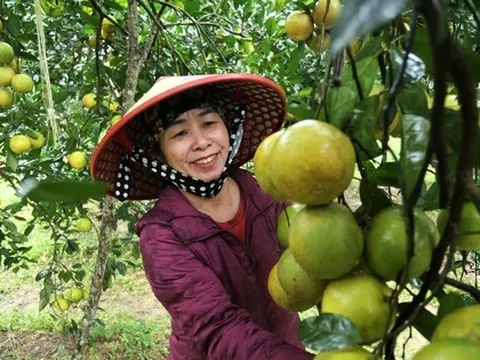 Chiêm ngưỡng vườn cam tiền tỷ sắp vào vụ Tết