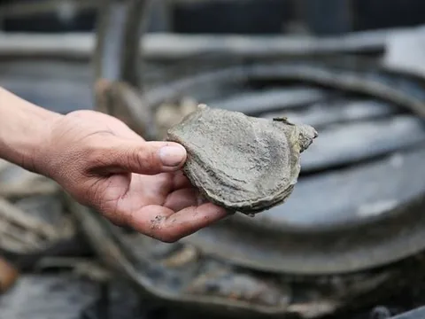 'Báu vật nước mặn' của Việt Nam được Mỹ, Trung Quốc cực ưa chuộng: xuất khẩu tăng mạnh, thu về hơn 11 triệu USD sau 10 tháng