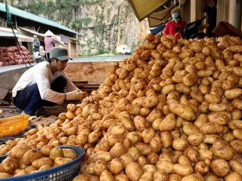 Sau cà chua và hành tây, một loại củ giá rẻ tại Việt Nam bỗng lên cơn sốt giá do biến đổi khí hậu, đạt đỉnh cao nhất 14 năm tại châu Âu