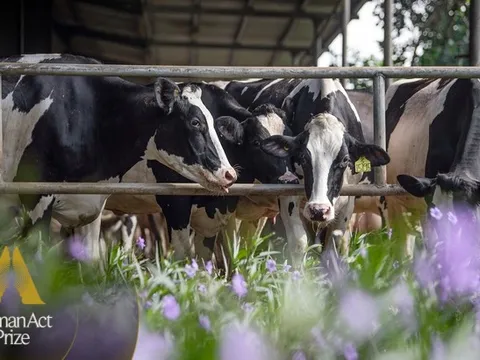 TH true MILK: Từ đồng cỏ xanh đến ly sữa sạch