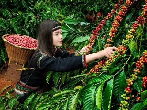 Một mặt hàng Việt Nam có thể đạt mức giá cao nhất lịch sử nhưng vì sao bị dự đoán lượng xuất khẩu giảm?