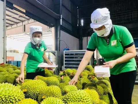 Việt Nam là nguồn cung sầu riêng lớn thứ 2 vào Trung Quốc
