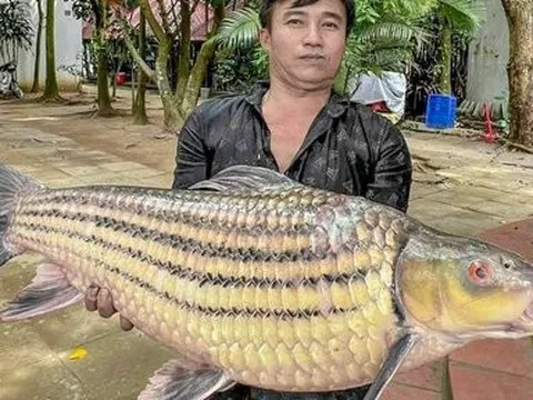 Ngư dân Cần Thơ bắt được cá “khủng”, quý hiếm trên sông Hậu