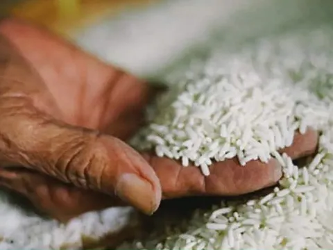 Gạo Việt vẫn giữ mức giá cao