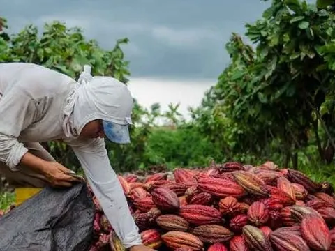 Loại hạt trồng ngày càng nhiều ở Việt Nam đang sốt giá trên khắp thế giới: Giá lập kỷ lục trong vòng 53 năm, từ Á đến Âu đều cực ưa chuộng
