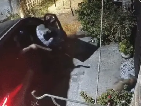 Nhóm người đàn ông lái ô tô đi chầm chậm, hành động sau đó với chú chó bên đường gây phẫn nộ