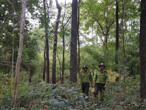 Phía sau những cánh rừng: Máu đã đổ trong những cuộc chiến bảo vệ rừng (Bài 2)