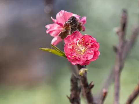 Cận cảnh đào Thất Thốn tiền triệu bị ép 'ngủ' phòng điều hòa để nở hoa trúng Tết
