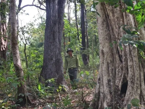 Phía sau những cánh rừng: Nỗi niềm của những người giữ rừng (Bài 3)