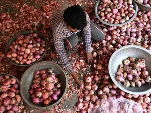 Hết gạo đến đường, lúa mì rồi hành - vì sao Ấn Độ liên tục thắt chặt xuất khẩu hàng loạt nông sản quan trọng?