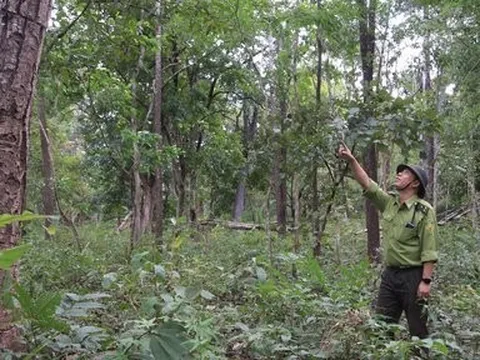 Phía sau những cánh rừng: Gian nan bài toán giữ chân người giữ rừng (Bài 4)