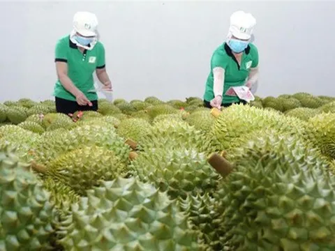 Cơ hội lớn tăng xuất khẩu rau quả sang Trung Quốc