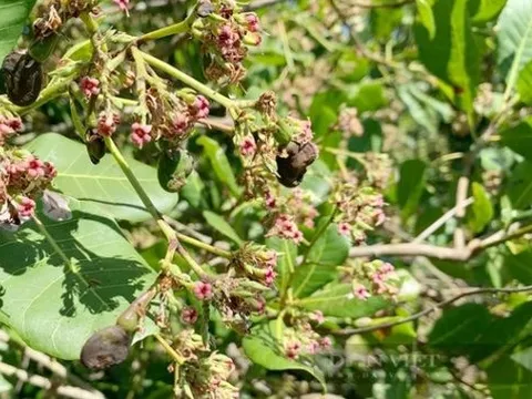 Mỹ săn lùng loại hạt ‘châu báu’ của Việt Nam: Chỉ 1/10 khu vực trên thế giới cho ra chất lượng tốt nhất, kiếm hàng trăm triệu USD mỗi tháng