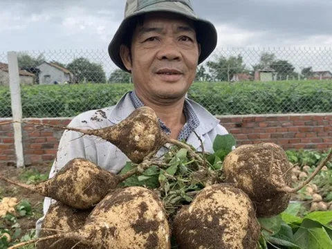 900 tấn sắn không có người mua, nông dân đào hố chôn